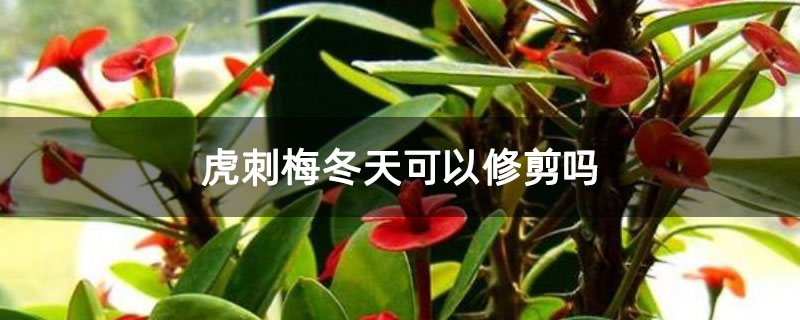 虎刺梅冬天可以修剪嗎 虎刺梅冬天可以修剪嗎