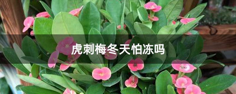 虎刺梅冬天怕凍嗎 虎刺梅冬天怕凍嗎
