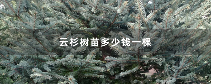 云杉樹苗多少錢一棵 云杉樹苗多少錢一棵