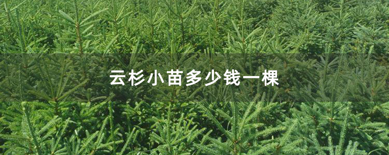 云杉小苗多少錢一棵 云杉小苗多少錢一棵