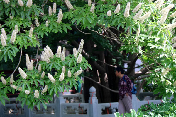 七葉樹 七葉樹