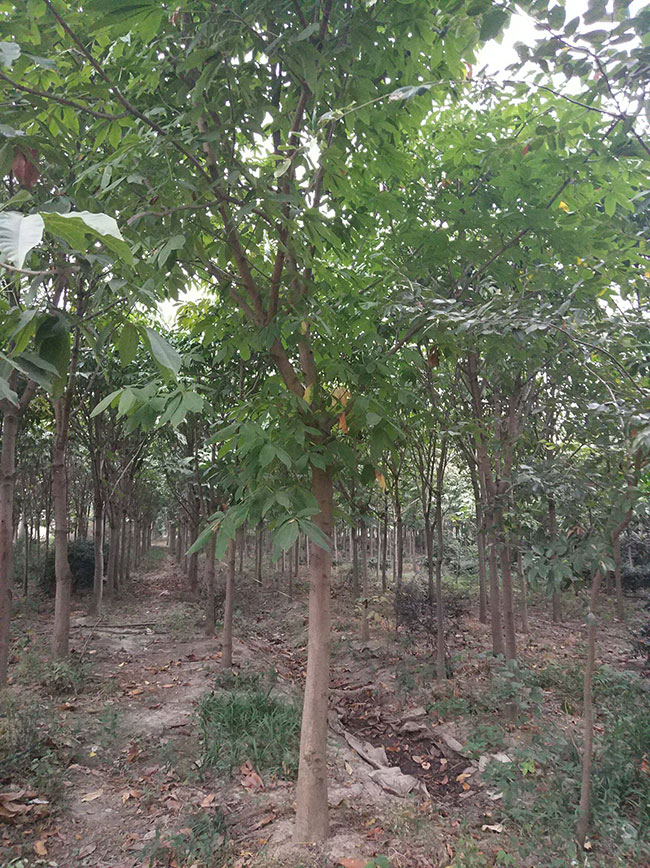 七葉樹苗木價格多少錢一棵?七葉樹種植方法和注意事項 七葉樹苗木價格多少錢一棵?七葉樹種植方法和注意事項