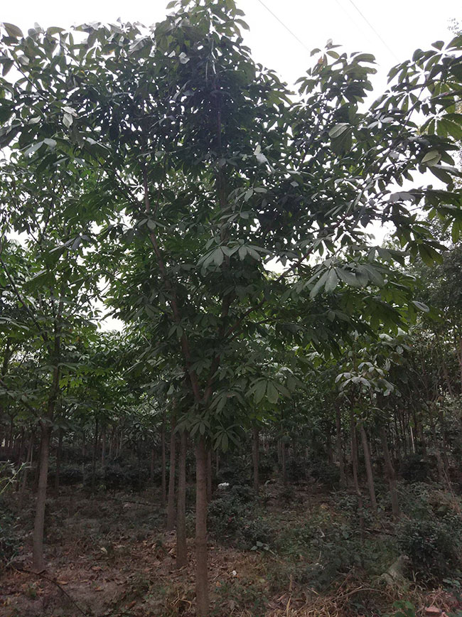 七葉樹苗木價格多少錢一棵?七葉樹種植方法和注意事項 七葉樹苗木價格多少錢一棵?七葉樹種植方法和注意事項