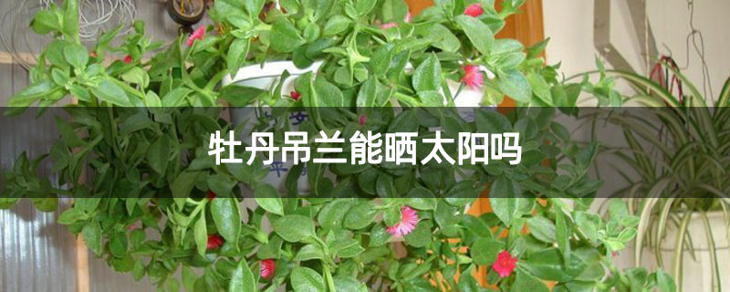 牡丹吊蘭能曬太陽嗎 牡丹吊蘭能曬太陽嗎
