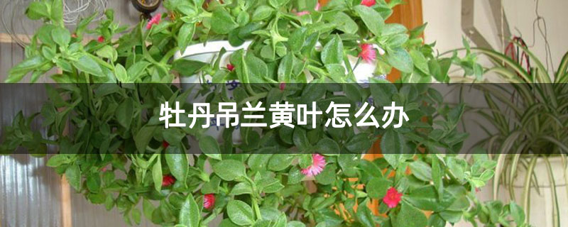 牡丹吊蘭黃葉怎么辦