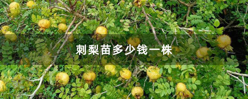 刺梨園 刺梨園