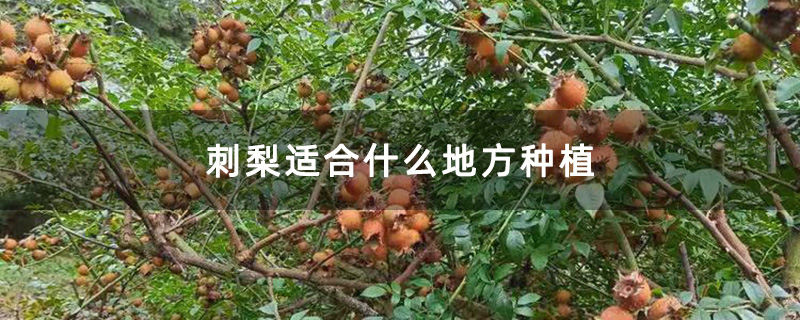 熟透了的刺梨 熟透了的刺梨