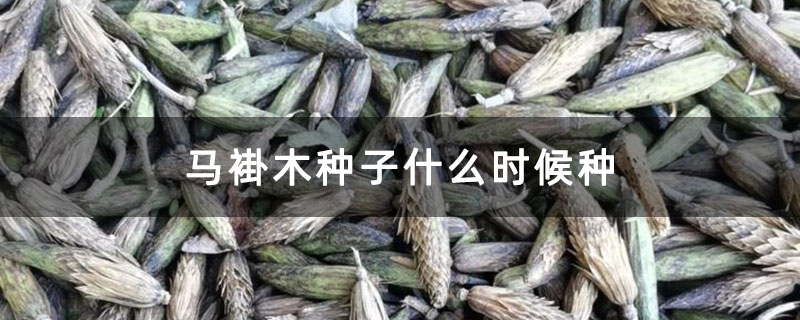 馬褂木種子什么時候種 馬褂木種子什么時候種