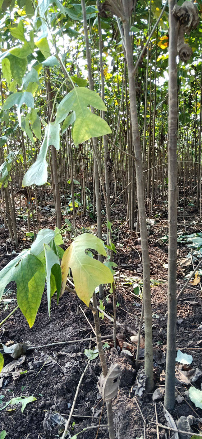 馬褂木價格 市場最新馬褂木價格行情 馬褂木價格 市場最新馬褂木價格行情