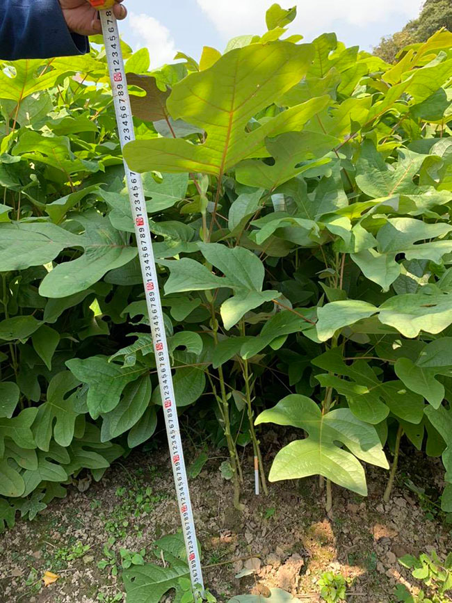 馬褂木價格 市場最新馬褂木價格行情 馬褂木價格 市場最新馬褂木價格行情