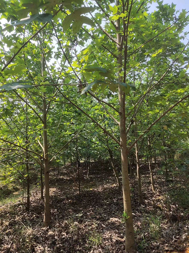 馬褂木價格 市場最新馬褂木價格行情 馬褂木價格 市場最新馬褂木價格行情