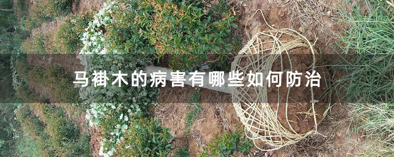 馬褂木樹苗 馬褂木樹苗