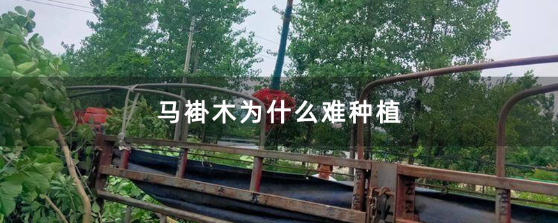 馬褂木起苗 馬褂木起苗