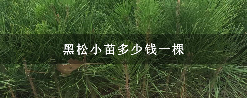 黑松小苗多少錢一棵 黑松小苗多少錢一棵