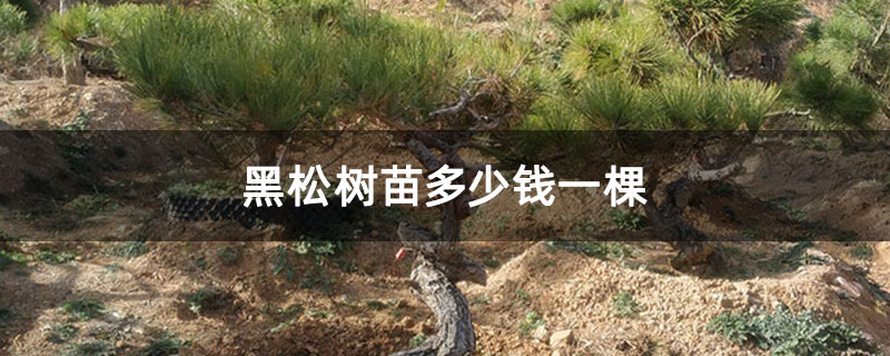 黑松樹苗多少錢一棵 黑松樹苗多少錢一棵