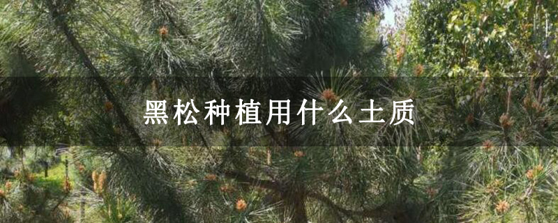 黑松種植用什么土質 黑松種植用什么土質