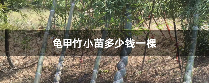 龜甲竹小苗多少錢一棵 龜甲竹小苗多少錢一棵