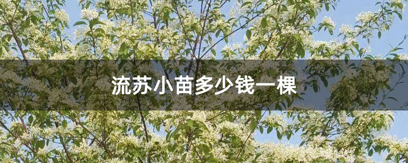 流蘇小苗多少錢一棵 流蘇小苗多少錢一棵