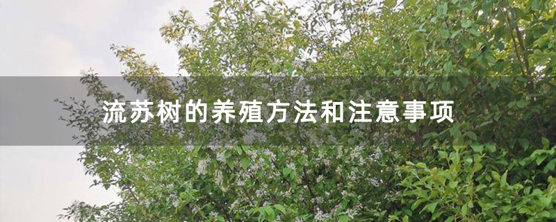 流蘇樹苗圃 流蘇樹苗圃