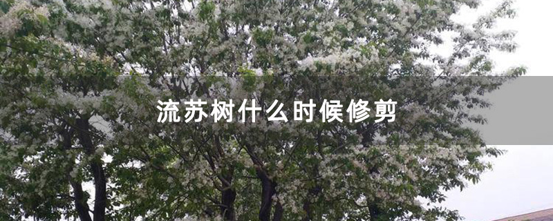 春天的流蘇樹 春天的流蘇樹