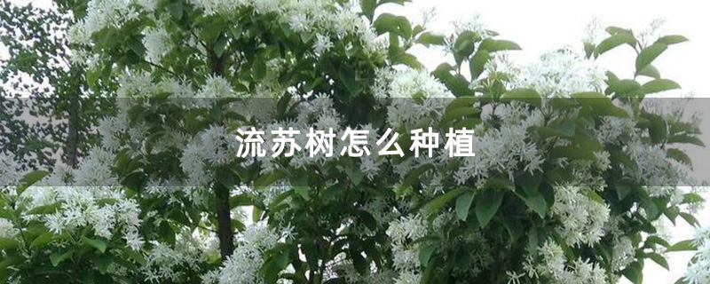 大流蘇樹實拍圖 大流蘇樹實拍圖