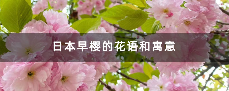 日本早櫻的花語和寓意 日本早櫻的花語和寓意