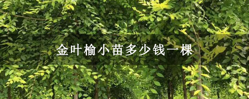 金葉榆小苗多少錢一棵 金葉榆小苗多少錢一棵