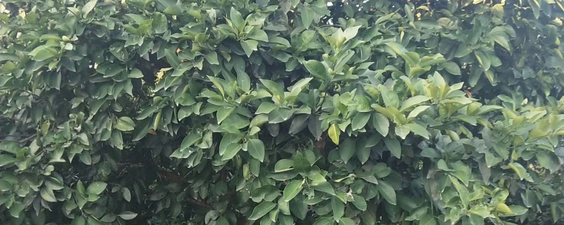 13公分香泡樹 13公分香泡樹