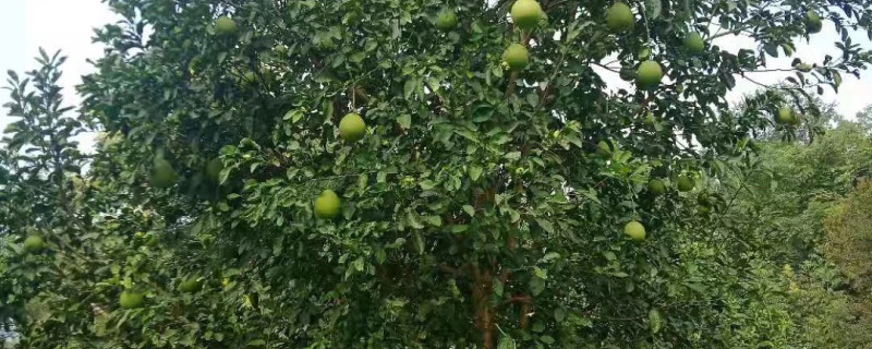 8公分香泡樹 8公分香泡樹