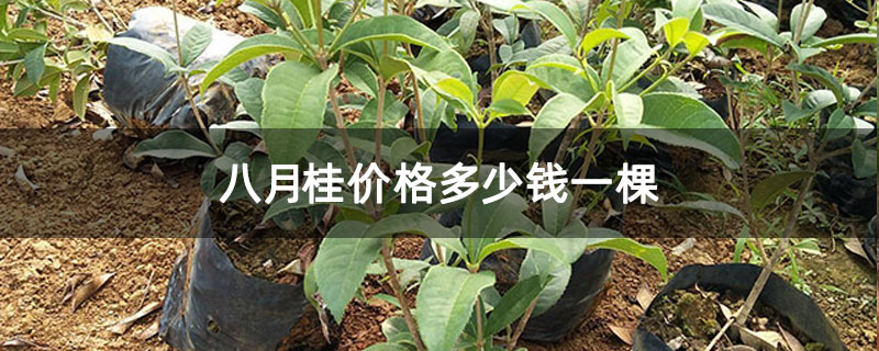 八月桂價格多少錢一棵 八月桂價格多少錢一棵