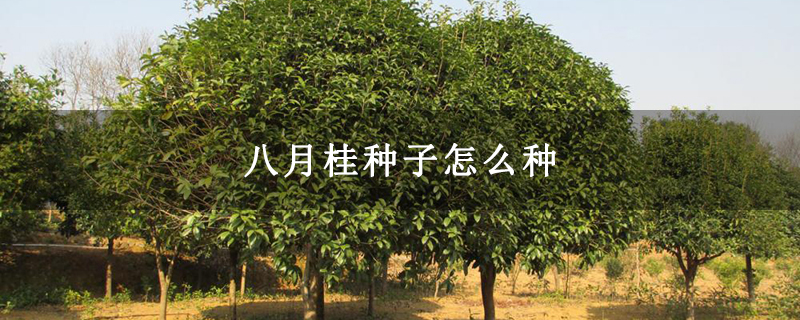 八月桂種子怎么種 八月桂種子怎么種