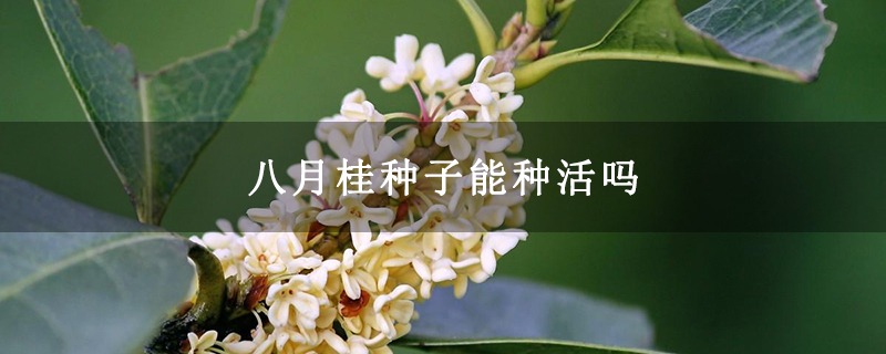 八月桂種子能種活嗎 八月桂種子能種活嗎