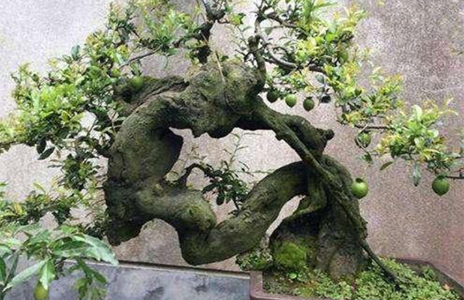 金彈子價格多少錢一棵?金彈子種植方法有哪些? 金彈子價格多少錢一棵?金彈子種植方法有哪些?