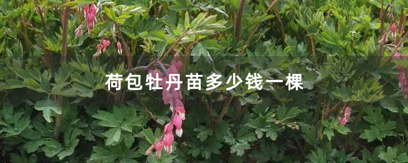 荷包牡丹苗多少錢一棵 荷包牡丹苗多少錢一棵