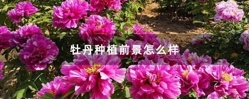 粉色牡丹花 粉色牡丹花