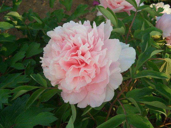 粉色牡丹花 粉色牡丹花