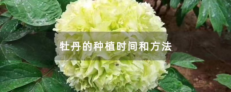 牡丹的種植時間和方法 牡丹的種植時間和方法