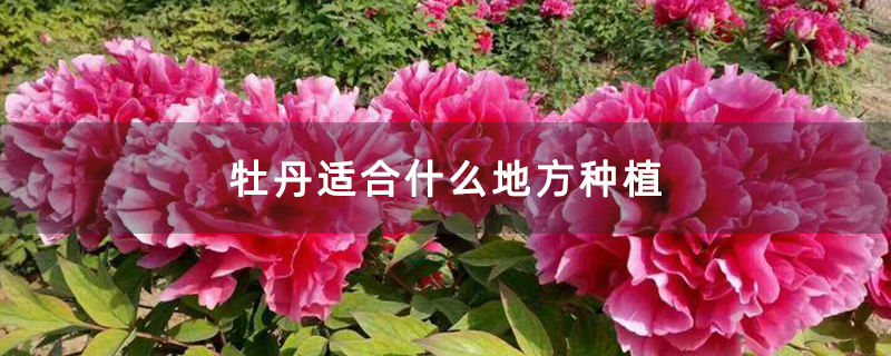 牡丹適合什么地方種植 牡丹適合什么地方種植