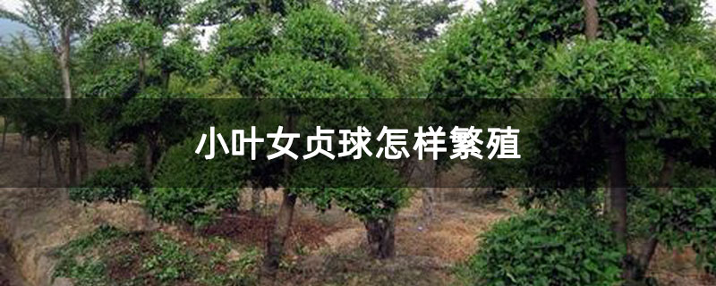 小葉女貞球怎樣繁殖 小葉女貞球怎樣繁殖
