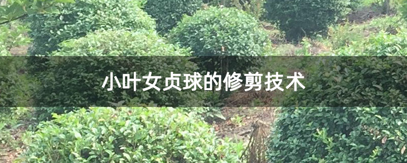 小葉女貞球的修剪技術 小葉女貞球的修剪技術