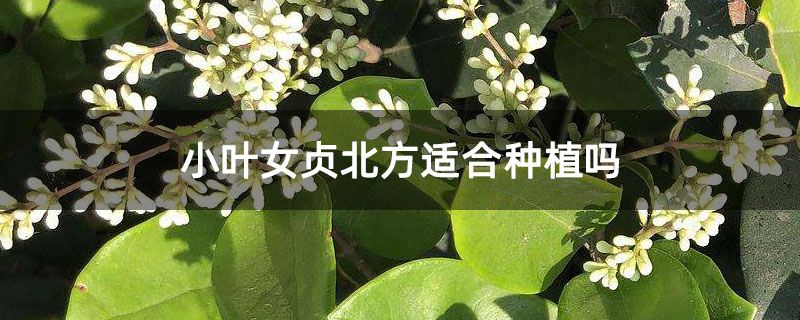 小葉女貞北方適合種植嗎 小葉女貞北方適合種植嗎