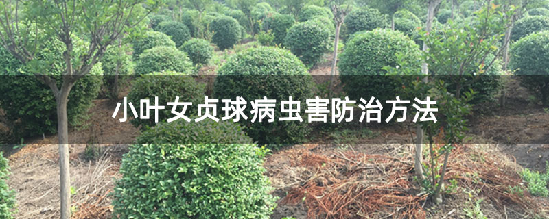 小葉女貞球病蟲害防治方法 小葉女貞球病蟲害防治方法