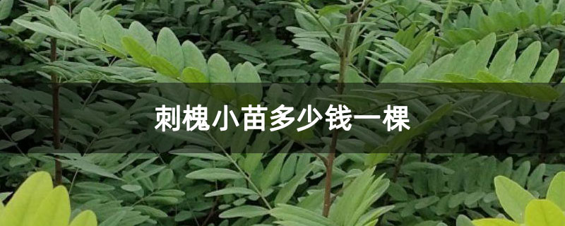 刺槐小苗多少錢一棵 刺槐小苗多少錢一棵