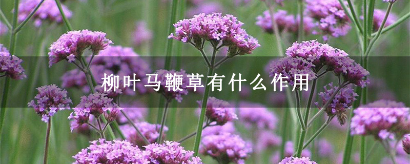 柳葉馬鞭草有什么作用 柳葉馬鞭草有什么作用