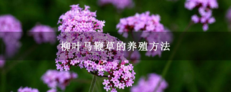 柳葉馬鞭草的養殖方法 柳葉馬鞭草的養殖方法