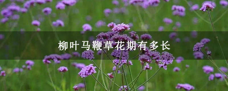 柳葉馬鞭草花期有多長