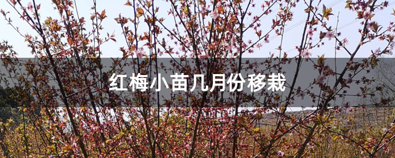 紅梅小苗幾月份移栽 紅梅小苗幾月份移栽