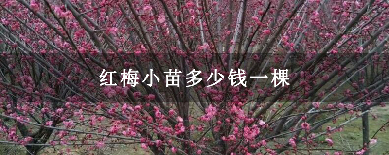 紅梅小苗多少錢一棵 紅梅小苗多少錢一棵