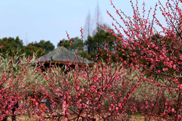 紅梅 紅梅