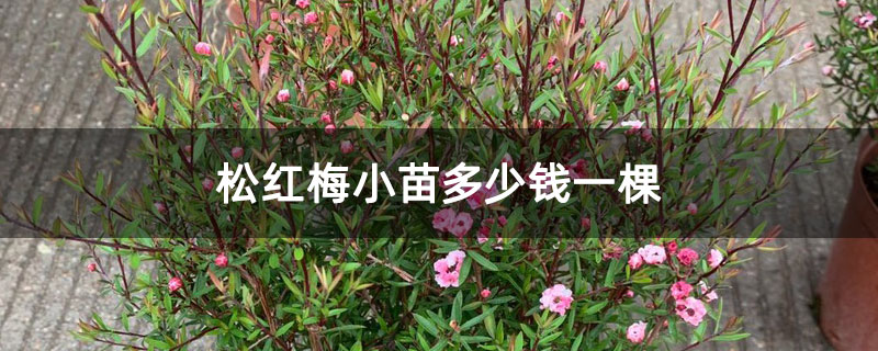 松紅梅小苗多少錢一棵 松紅梅小苗多少錢一棵